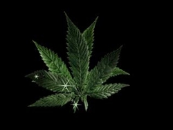 CuCuLeTzZ